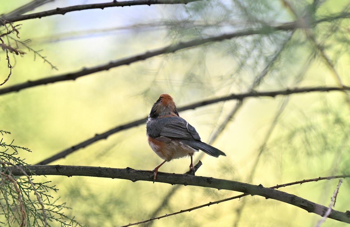 夏天的小红头似乎更瘦一些