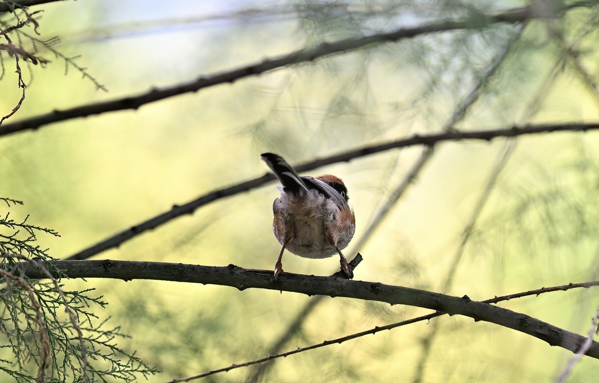 夏天的小红头似乎更瘦一些