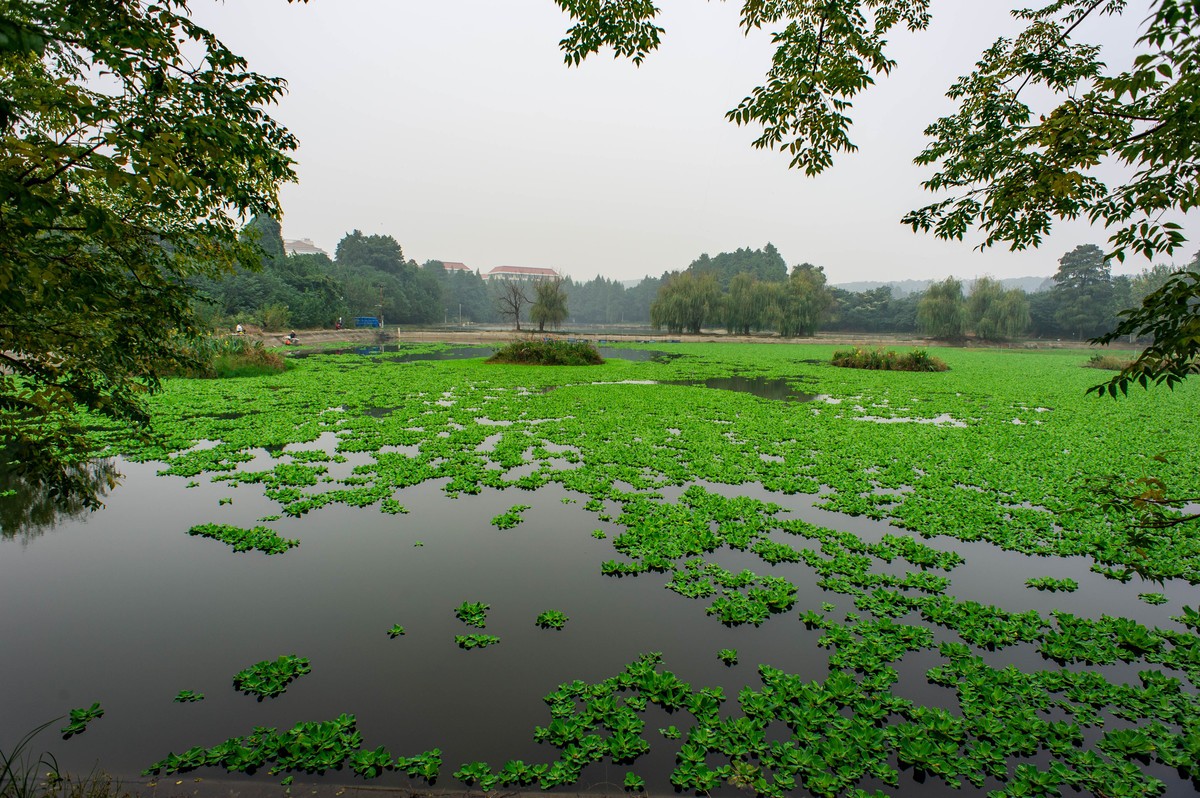 华中农业大学拾景