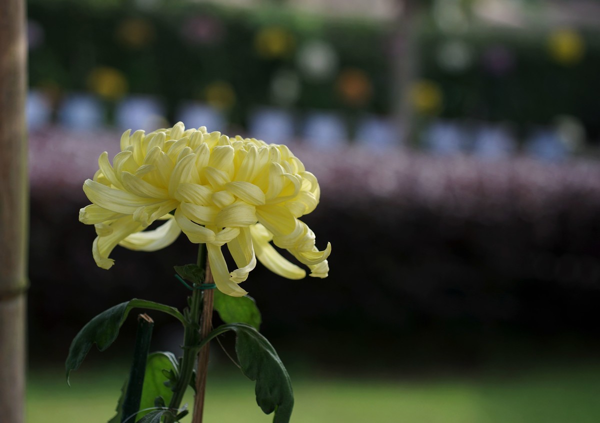 50微拍菊花