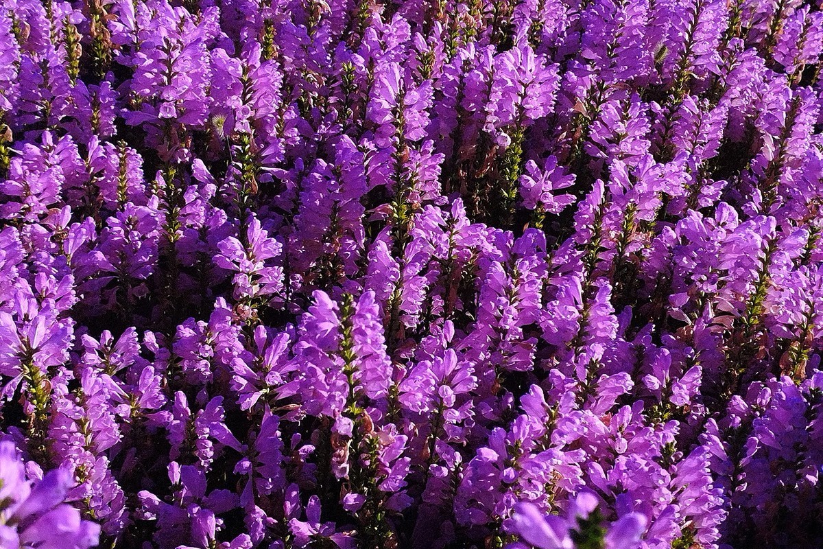 秋天里的花卉园