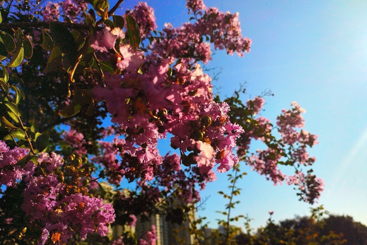 秋天里的花卉园