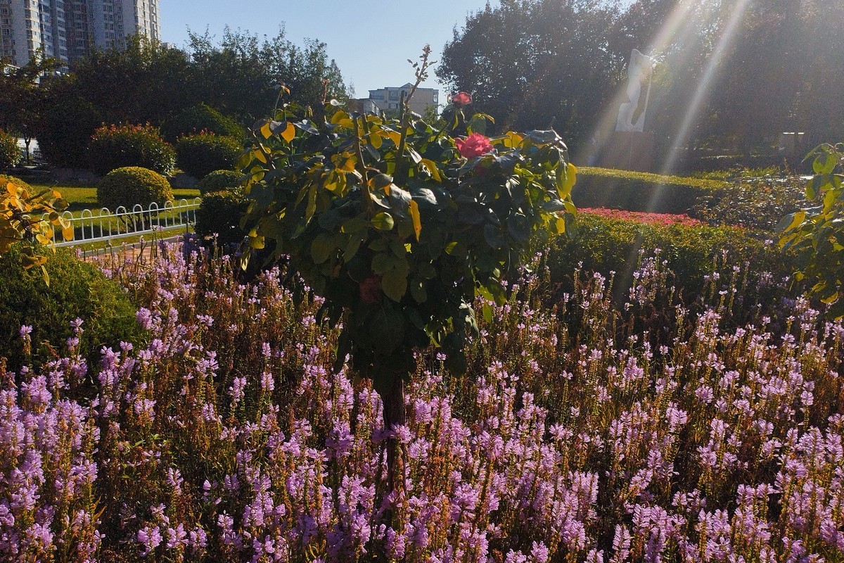 秋天里的花卉园