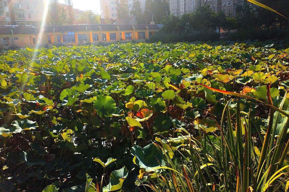 秋天里的花卉园