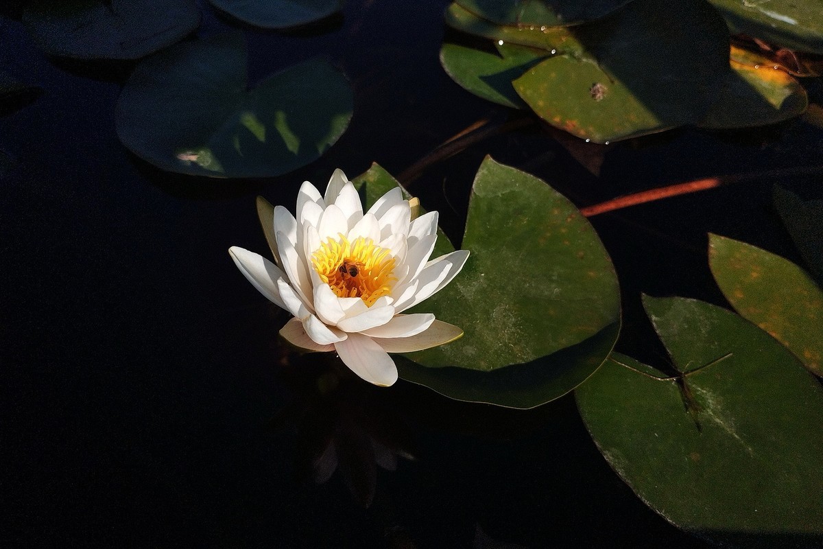 秋天里的花卉园