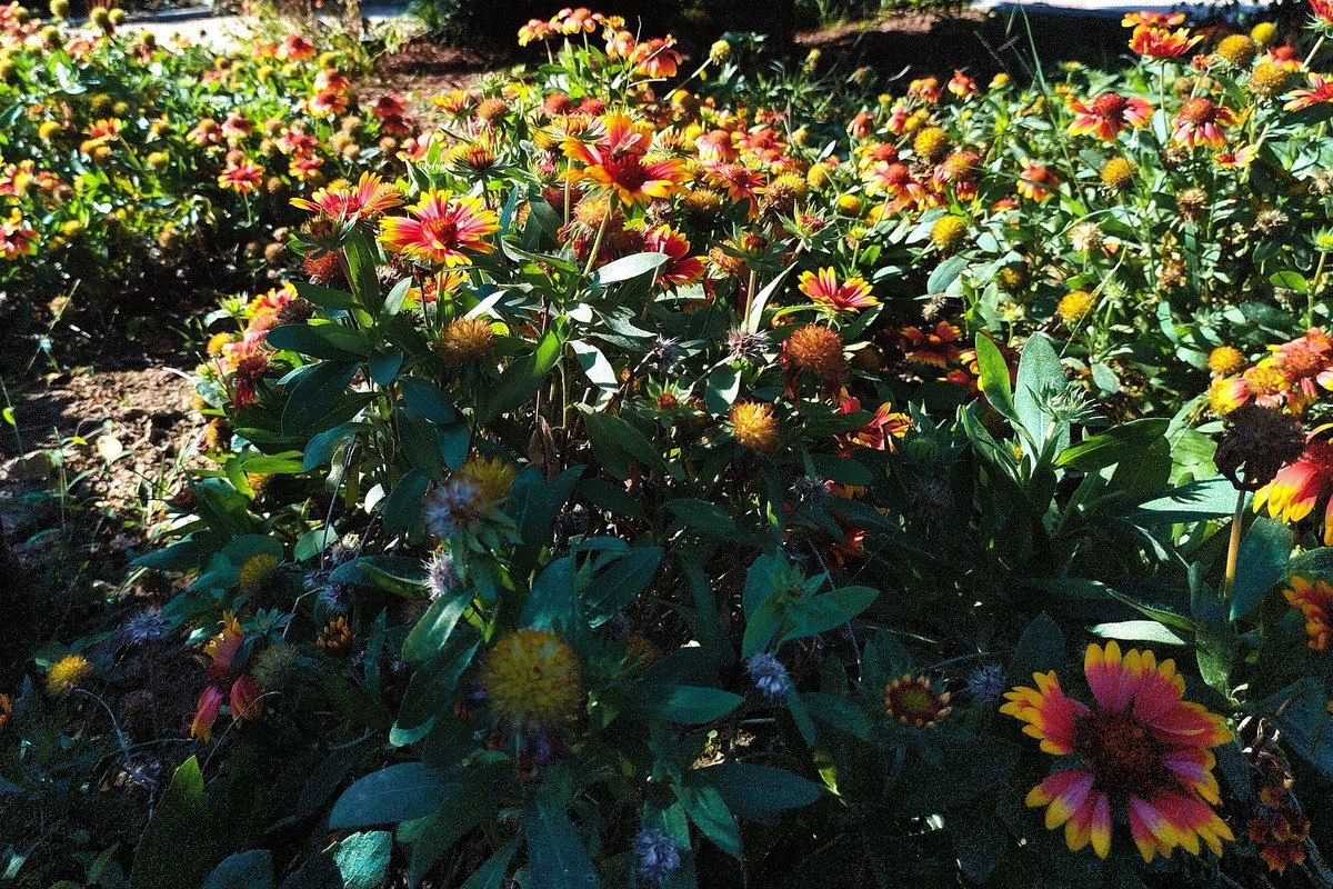 秋天里的花卉园