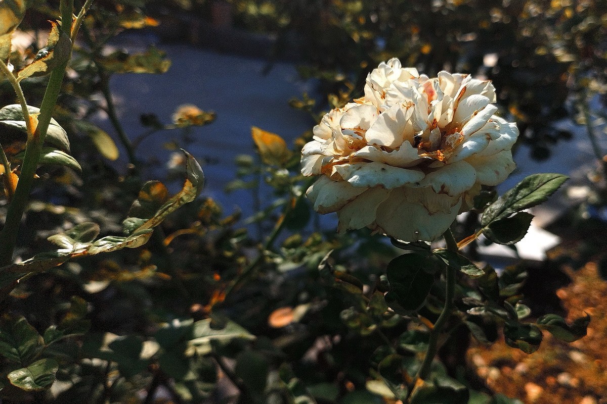 秋天里的花卉园