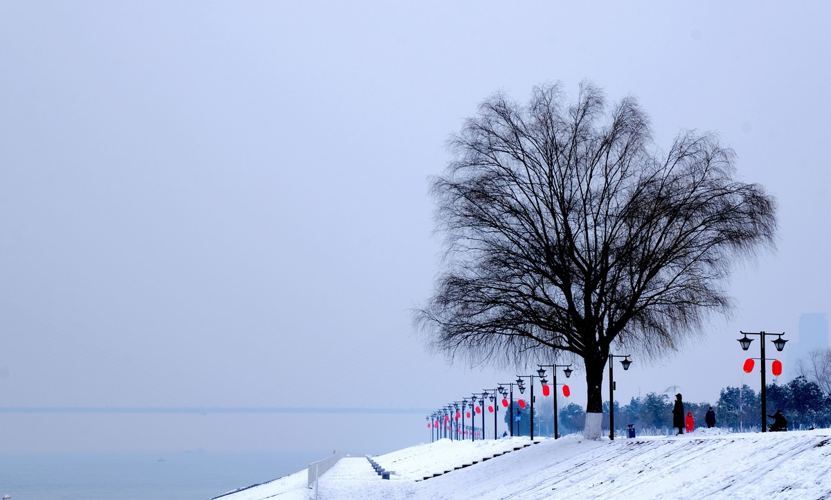 雪后江边一棵树风景