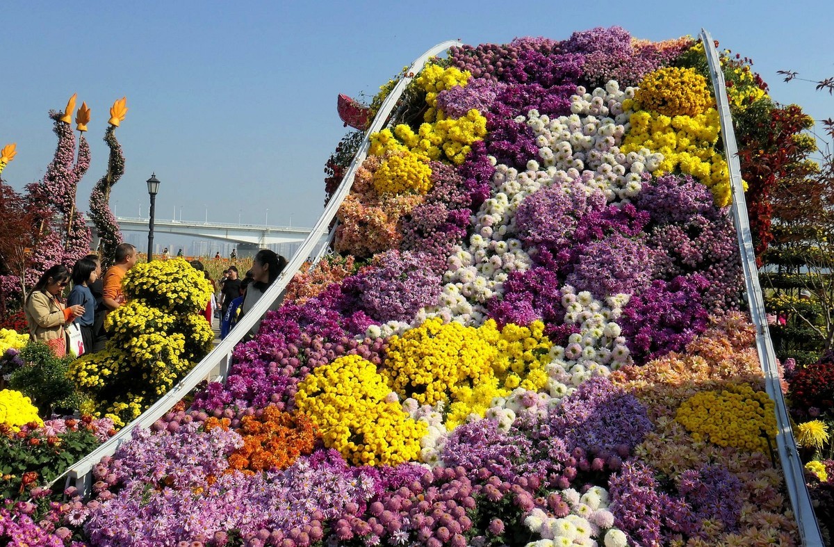 武汉江滩菊花展一
