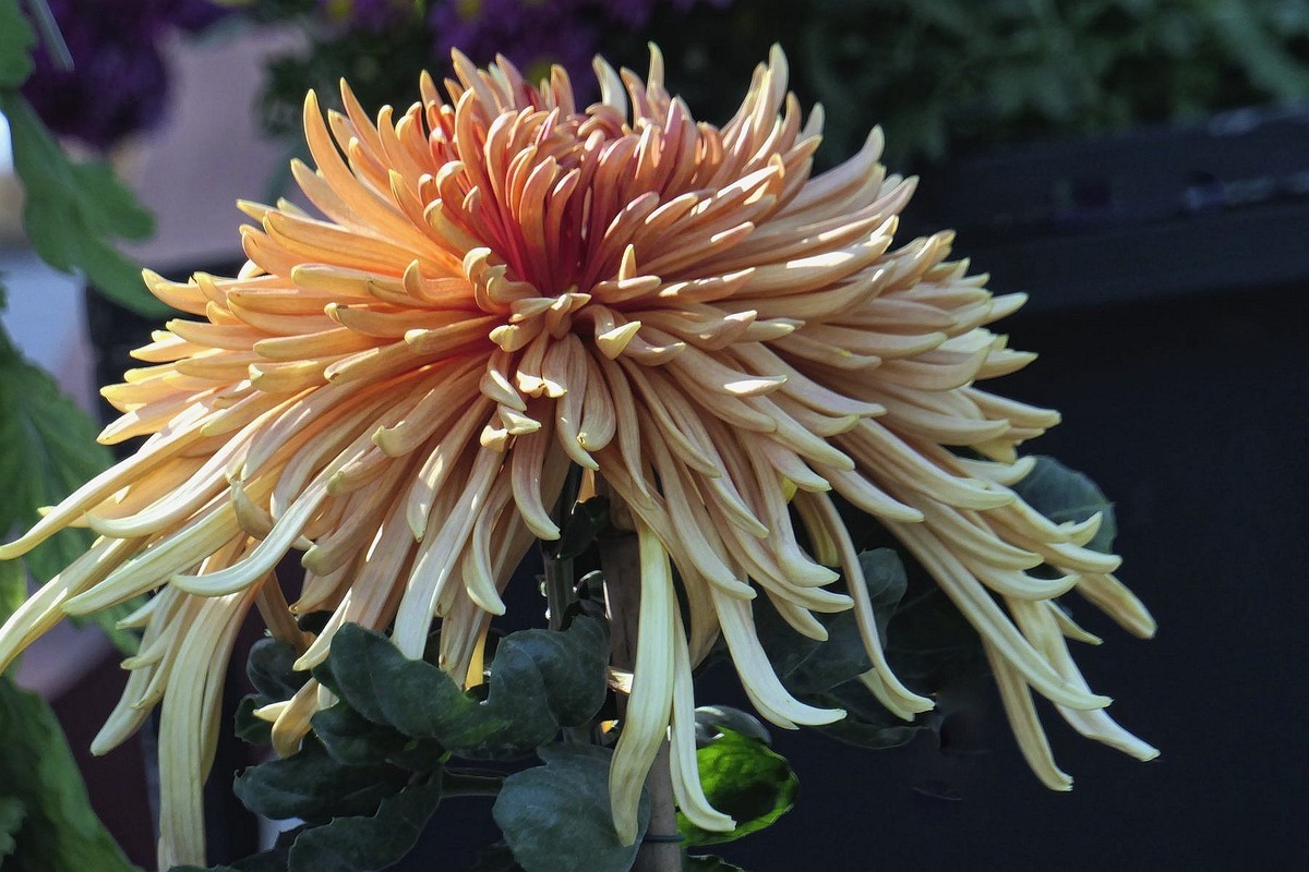 武汉江滩菊花展一