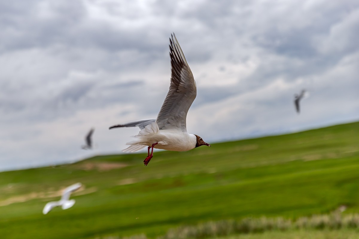 旅游记录 ：新疆 · 穿越独库公路 · 第二天 · 巴音布鲁克草原 · 天鹅家园之海鸥