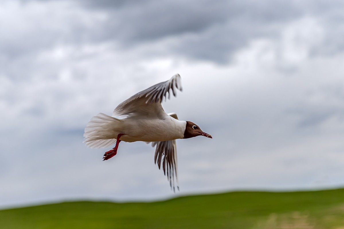 旅游记录 ：新疆 · 穿越独库公路 · 第二天 · 巴音布鲁克草原 · 天鹅家园之海鸥