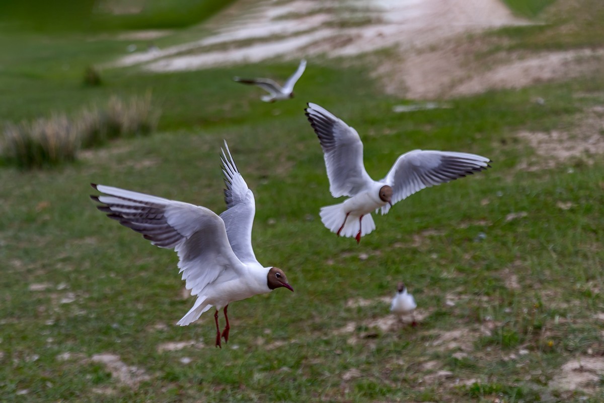 旅游记录 ：新疆 · 穿越独库公路 · 第二天 · 巴音布鲁克草原 · 天鹅家园之海鸥