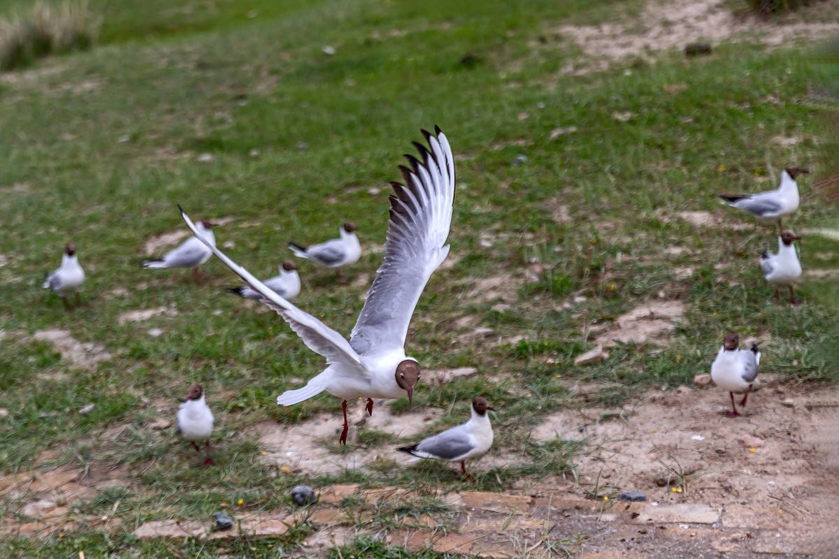 旅游记录 ：新疆 · 穿越独库公路 · 第二天 · 巴音布鲁克草原 · 天鹅家园之海鸥
