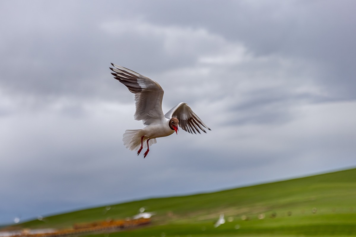 旅游记录 ：新疆 · 穿越独库公路 · 第二天 · 巴音布鲁克草原 · 天鹅家园之海鸥