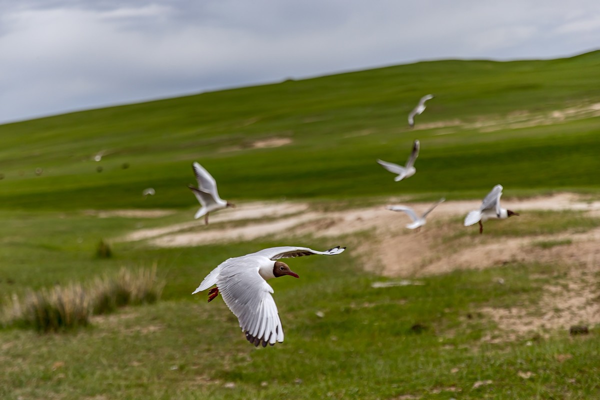 旅游记录 ：新疆 · 穿越独库公路 · 第二天 · 巴音布鲁克草原 · 天鹅家园之海鸥