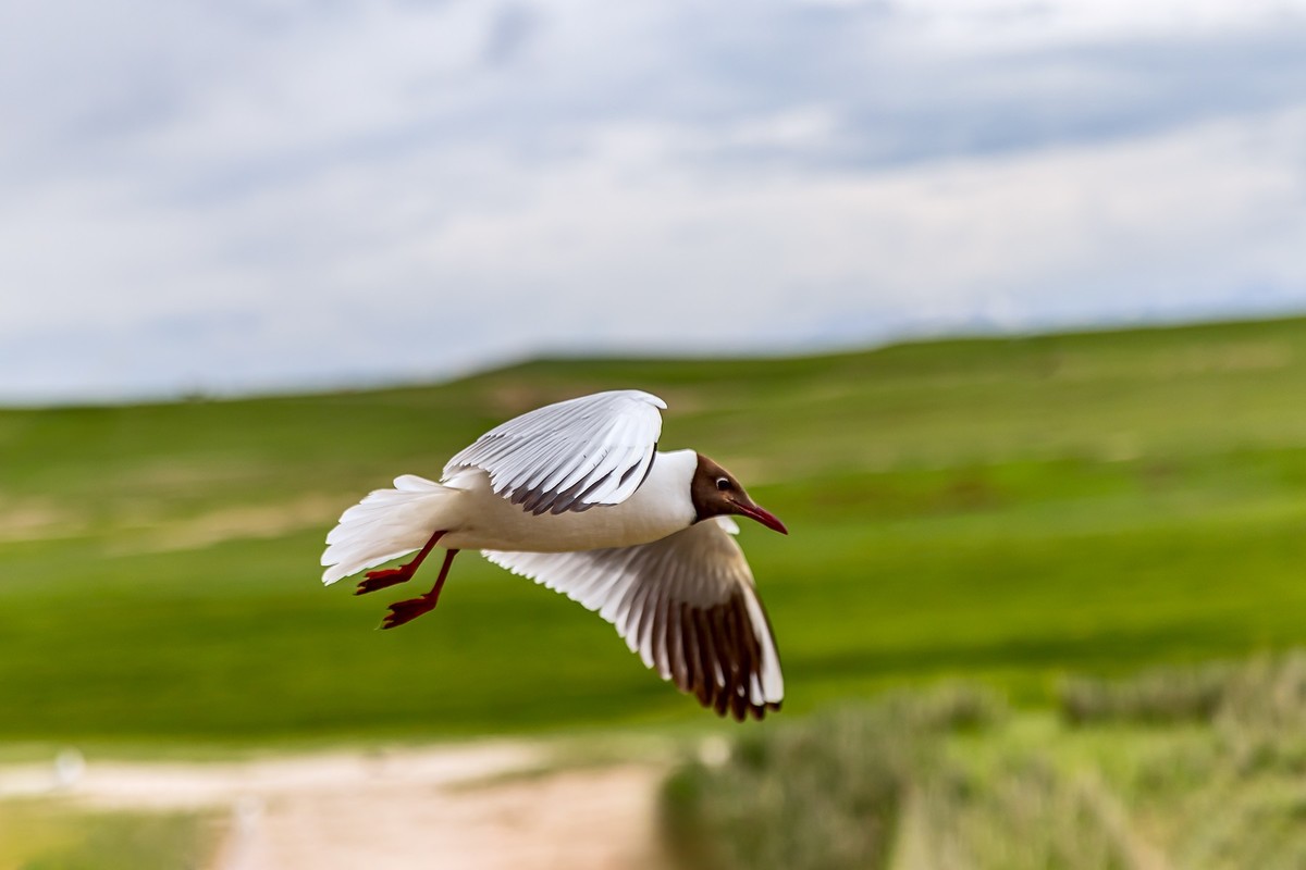 旅游记录 ：新疆 · 穿越独库公路 · 第二天 · 巴音布鲁克草原 · 天鹅家园之海鸥
