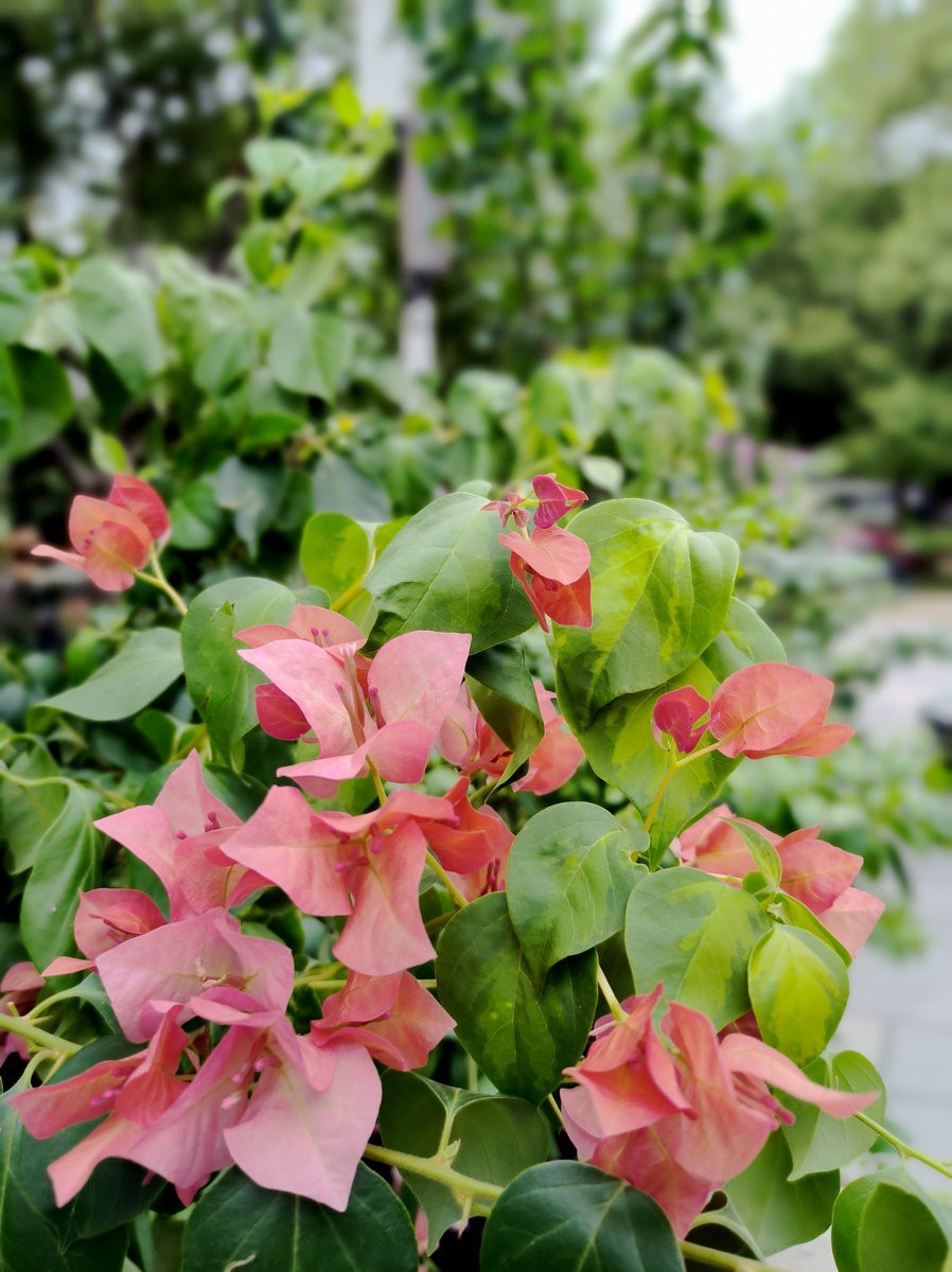 漫步星城 走街串巷（488）顶礼大悲殿