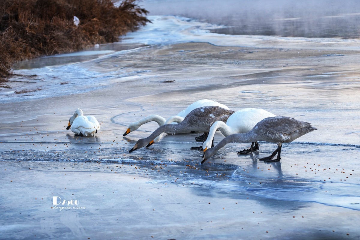 北票杨柳湾（40）