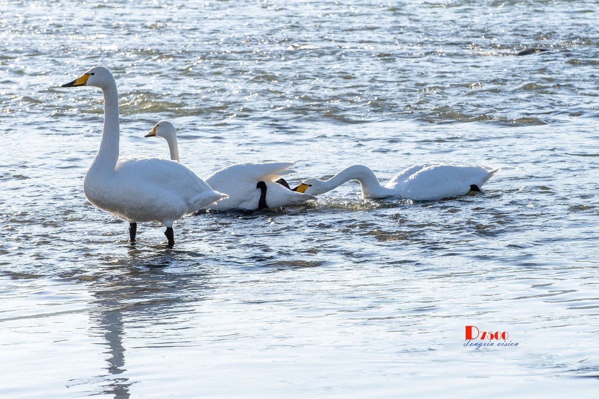 北票杨柳湾（40）