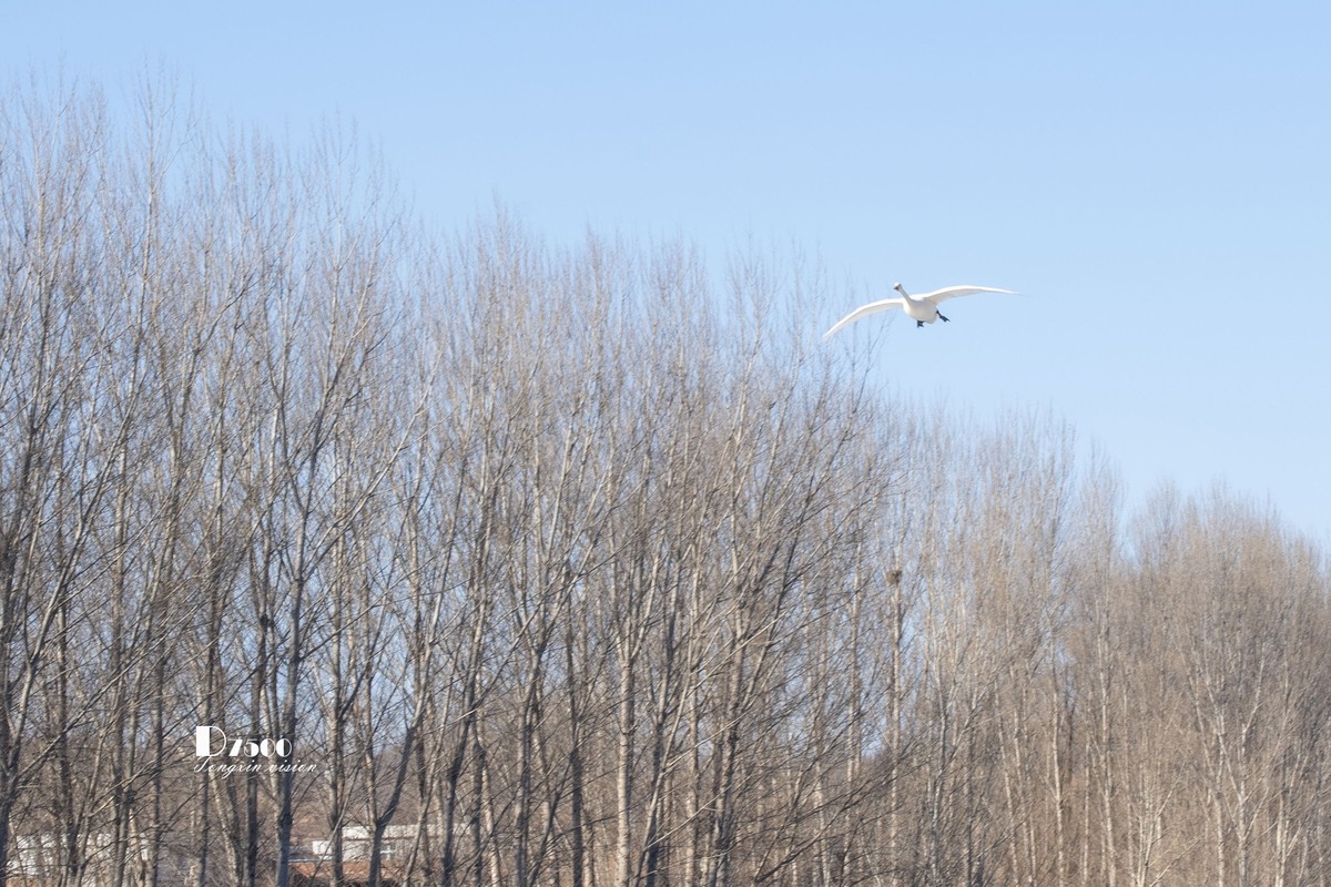 北票杨柳湾（40）