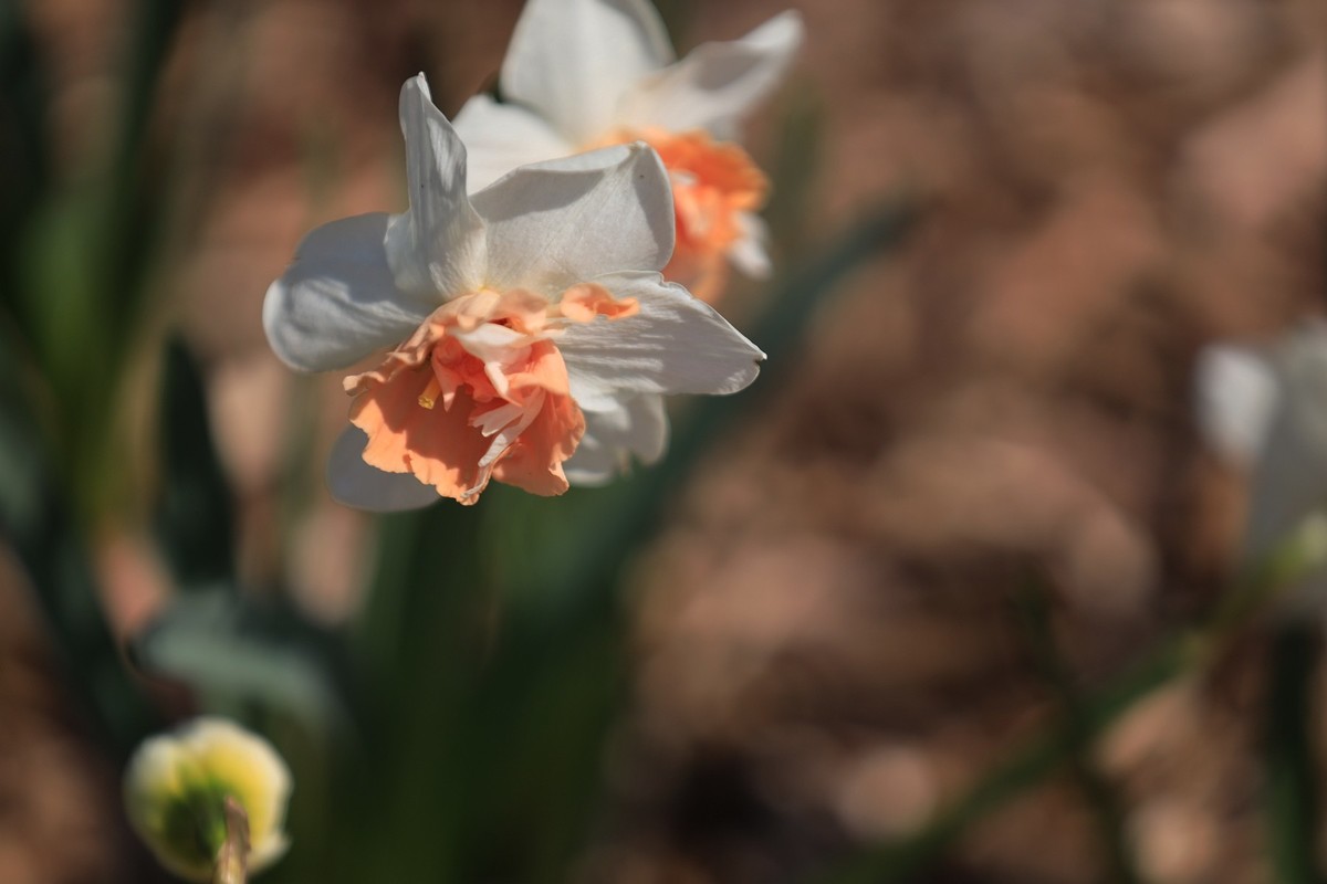 水仙花