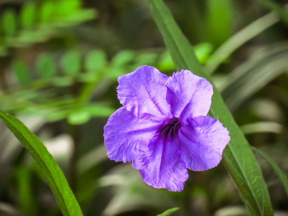蓝花草
