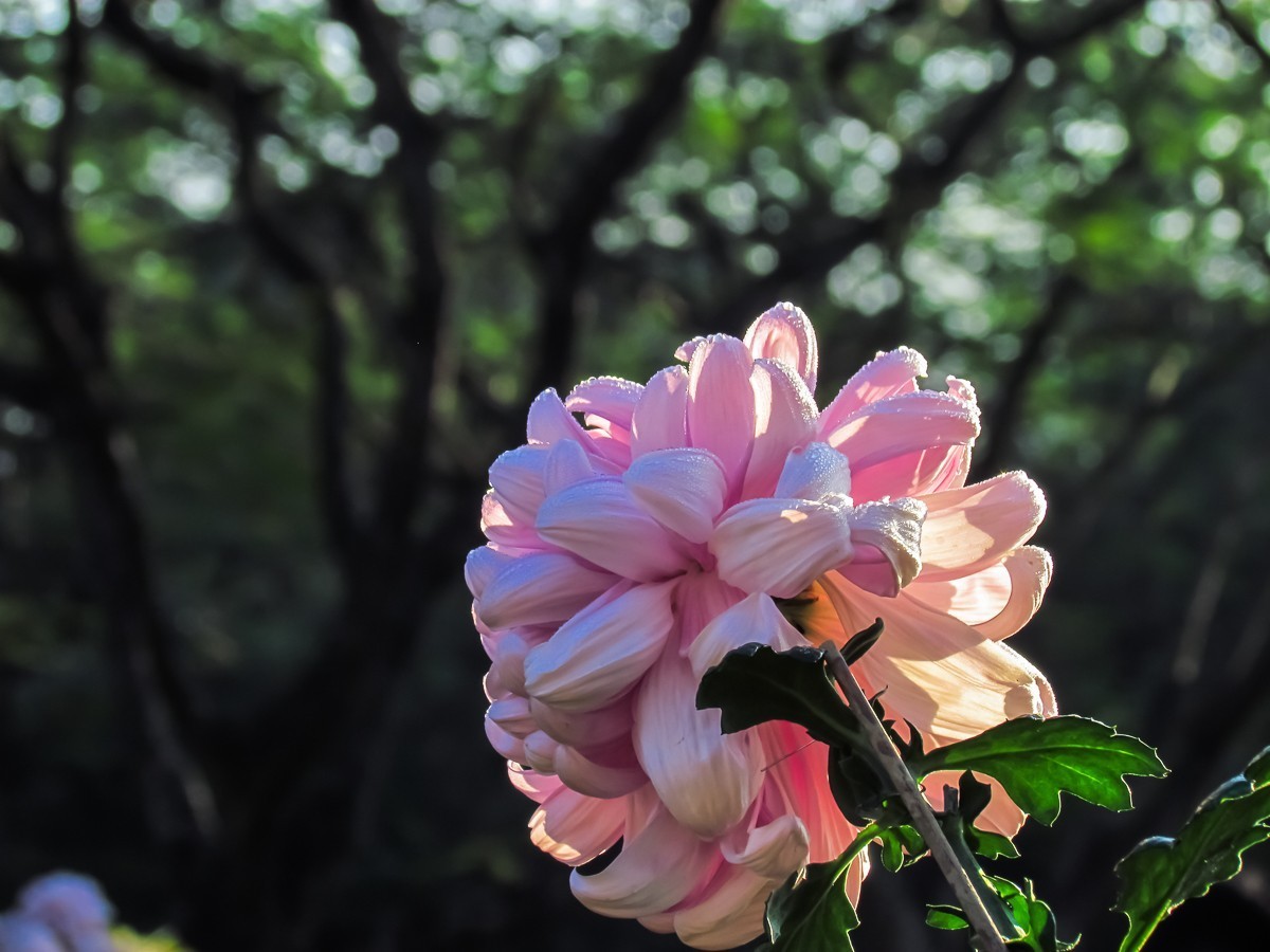菊花