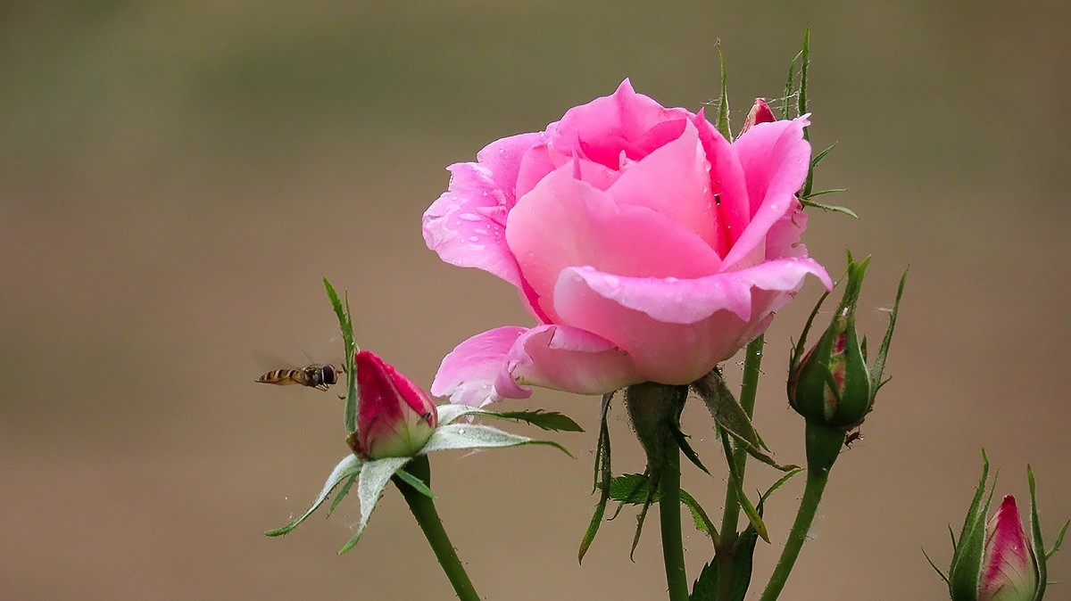 树木园里拍蔷薇