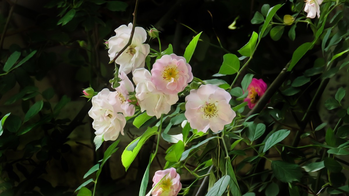 树木园里拍蔷薇