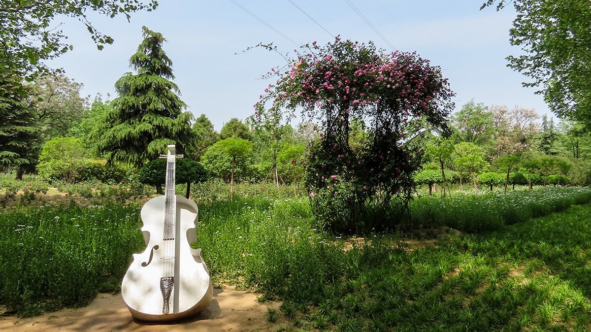 树木园里拍蔷薇