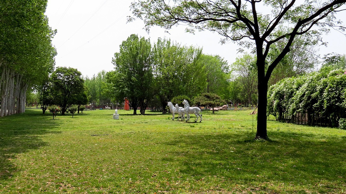 树木园里拍蔷薇