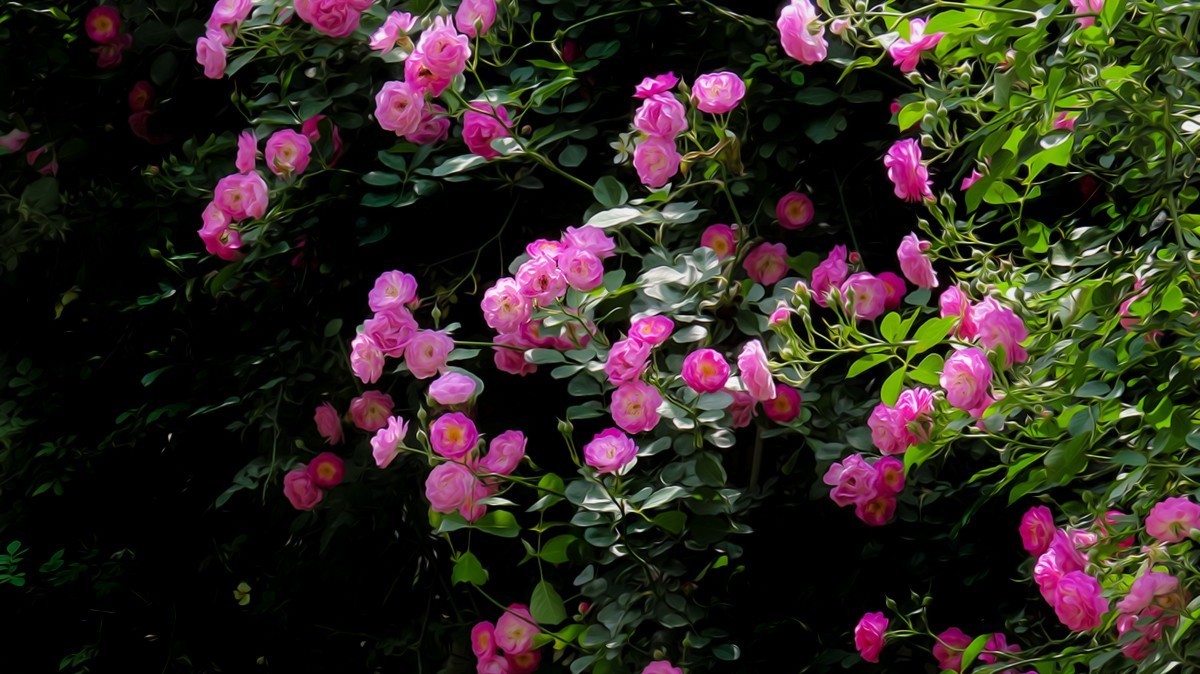 树木园里拍蔷薇