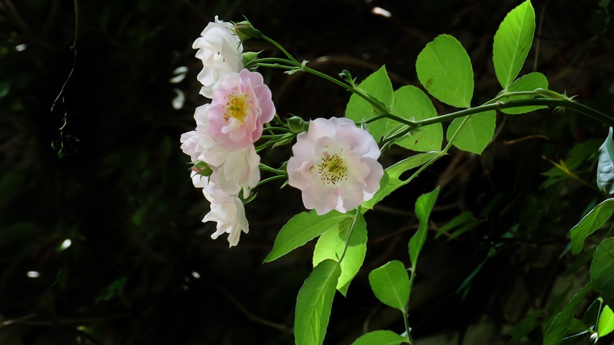 树木园里拍蔷薇