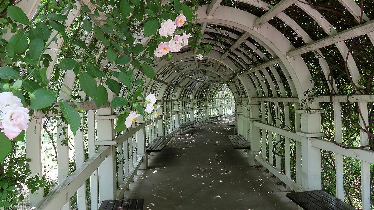 树木园里拍蔷薇