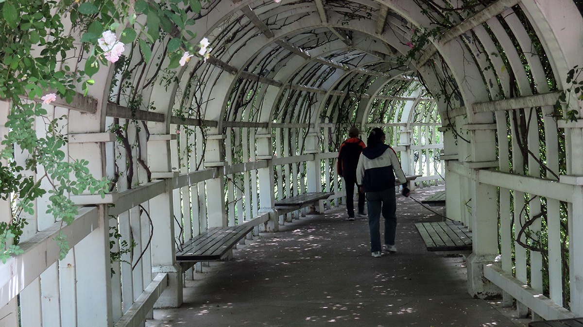 树木园里拍蔷薇