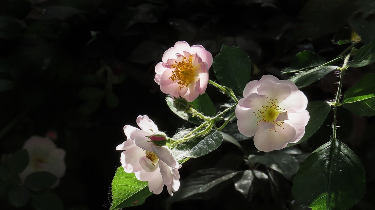 树木园里拍蔷薇