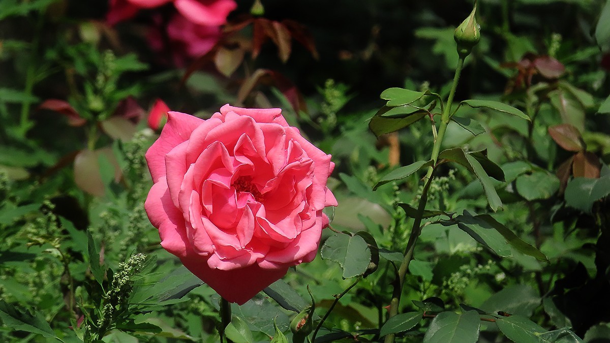 树木园里拍蔷薇