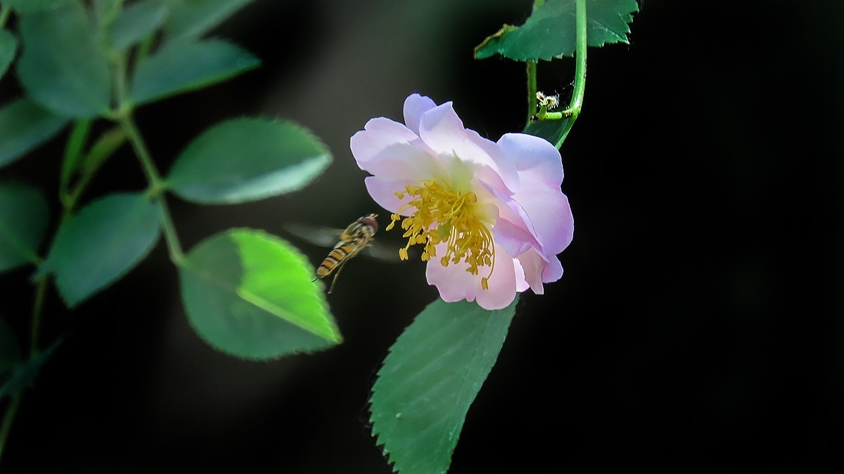 树木园里拍蔷薇