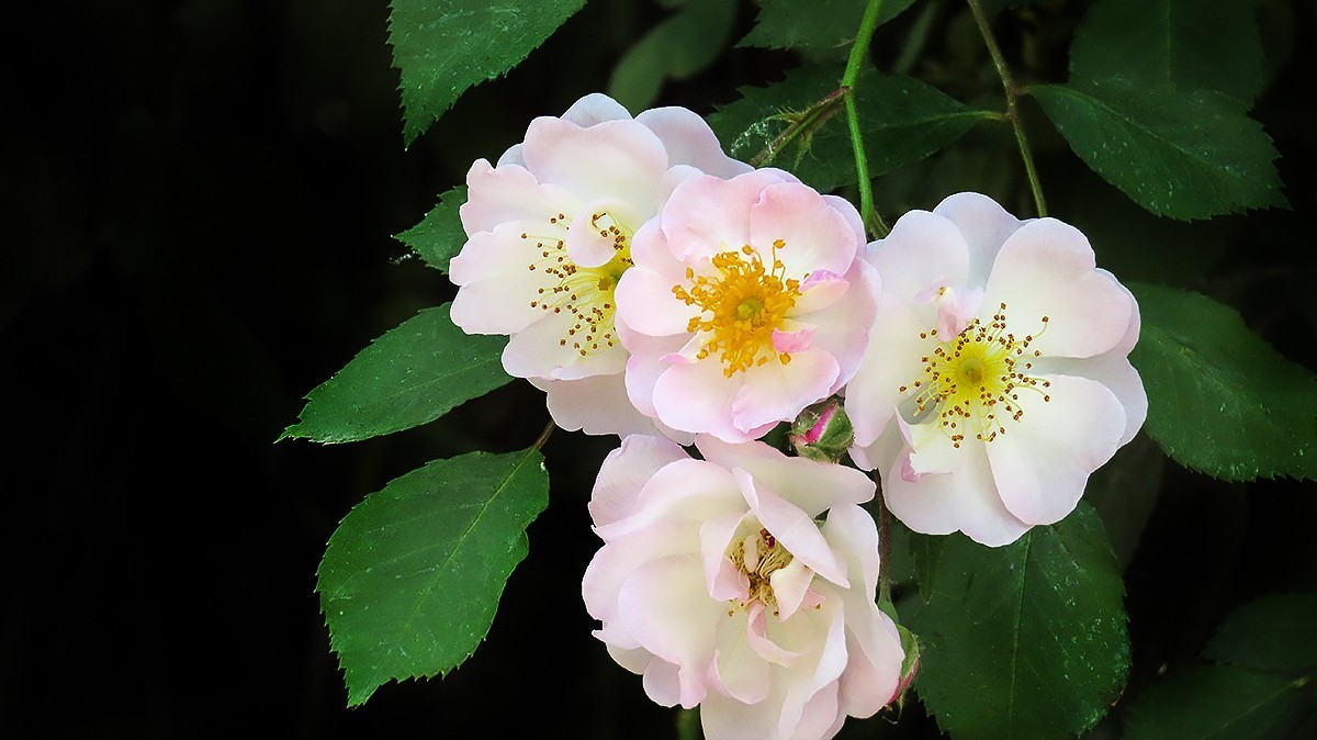 树木园里拍蔷薇