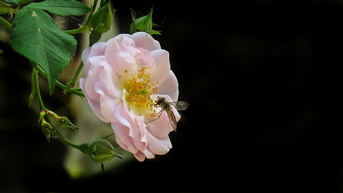 树木园里拍蔷薇