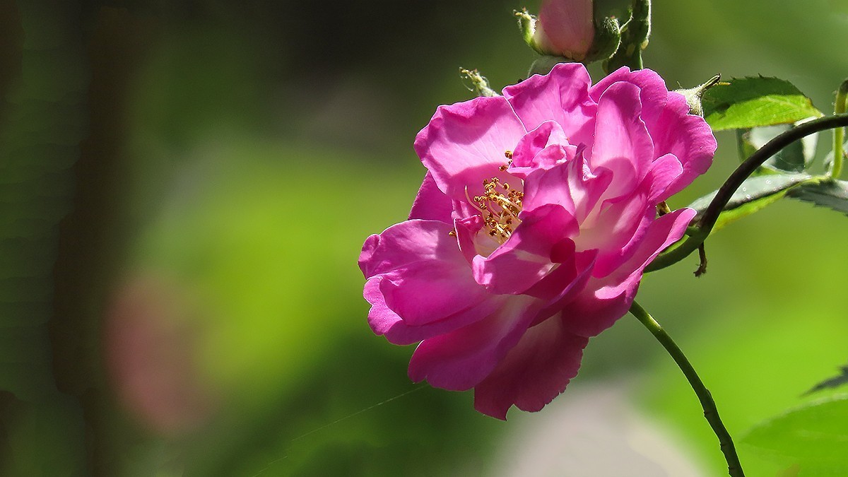 树木园里拍蔷薇