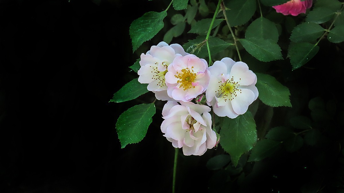 树木园里拍蔷薇