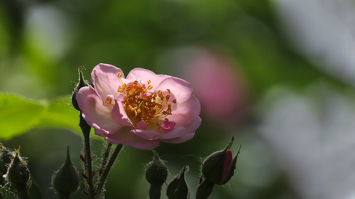 树木园里拍蔷薇