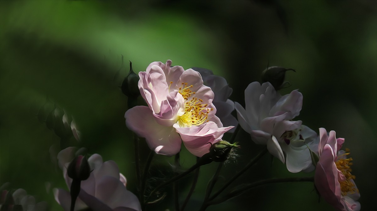 树木园里拍蔷薇