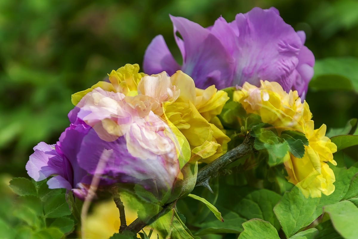 花开富贵-泉城公园11