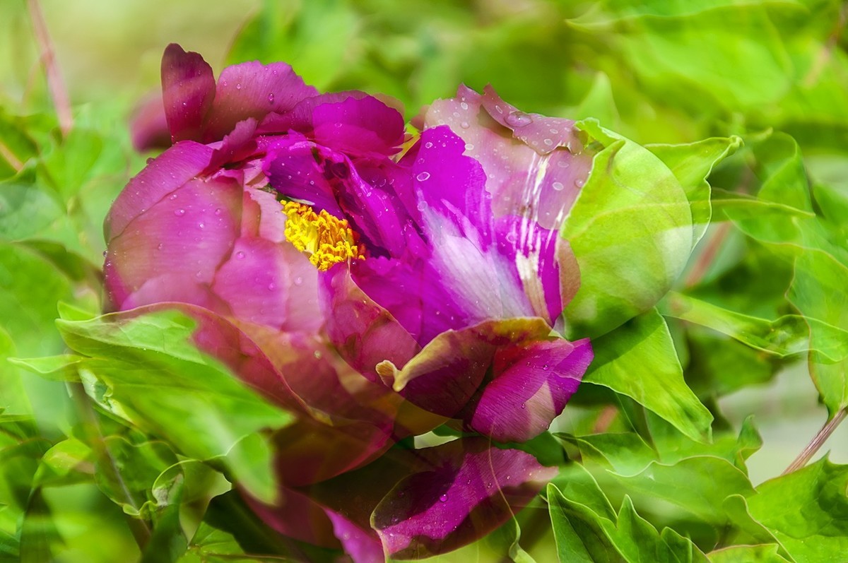 花开富贵-泉城公园11