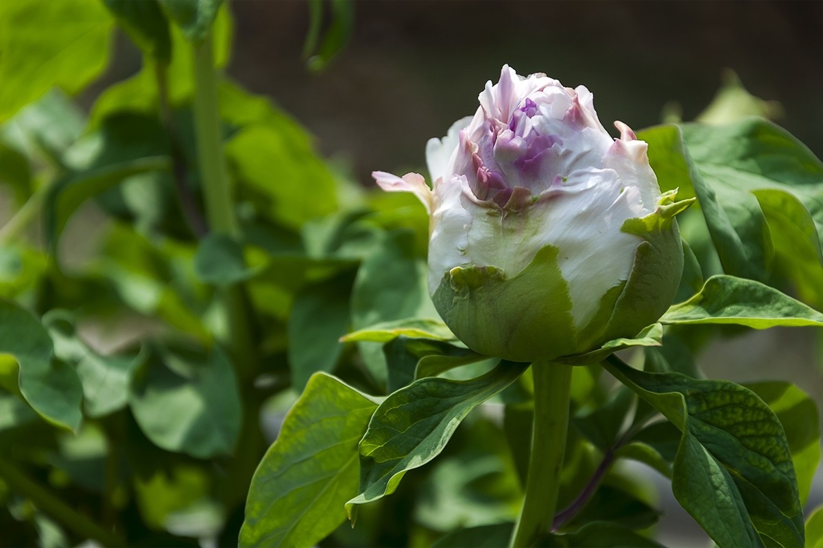 花开富贵-泉城公园11