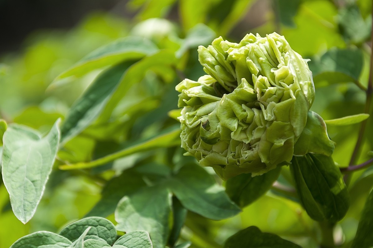 花开富贵-泉城公园11