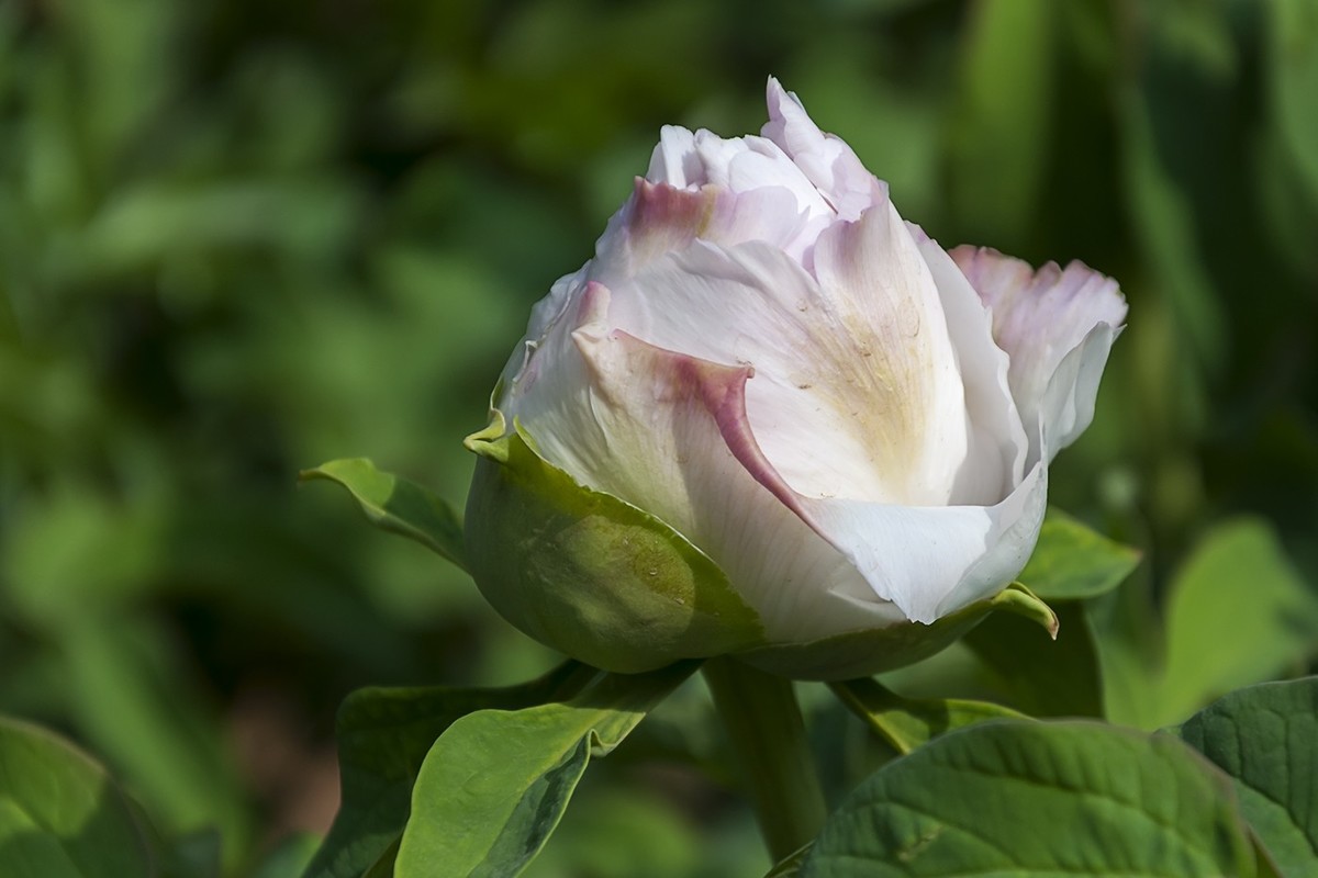 花开富贵-泉城公园11